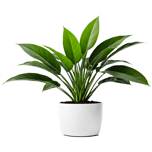 Aurelia Plant